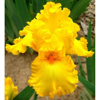 Amarillo Frills vyrez4